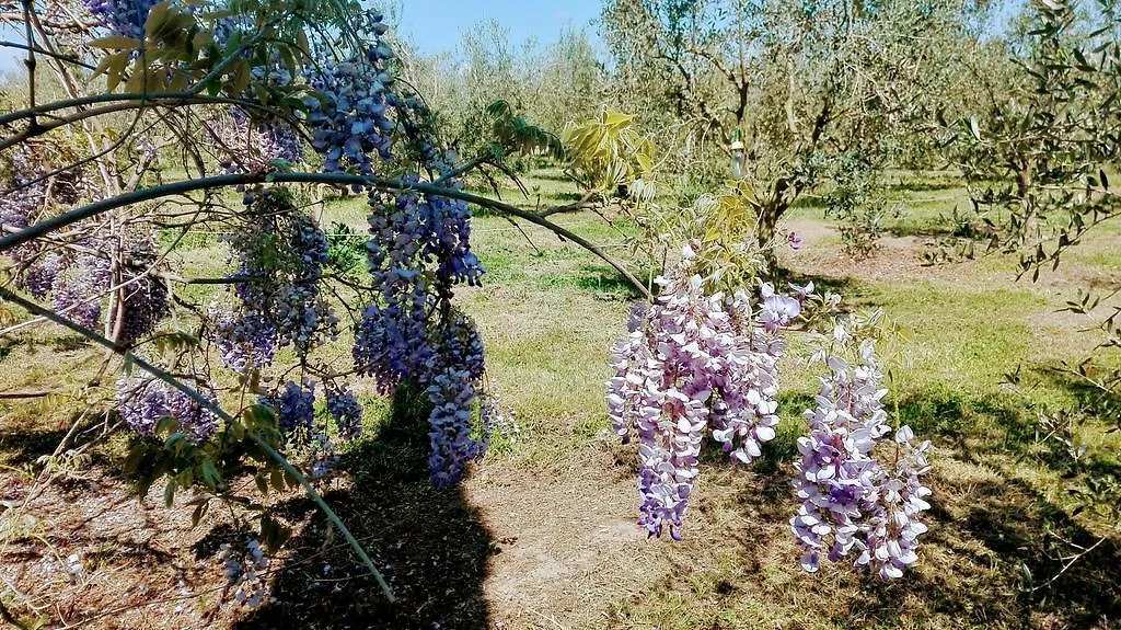 Agriturismo Podere San Carlo Villa Marsiliana Farm stay